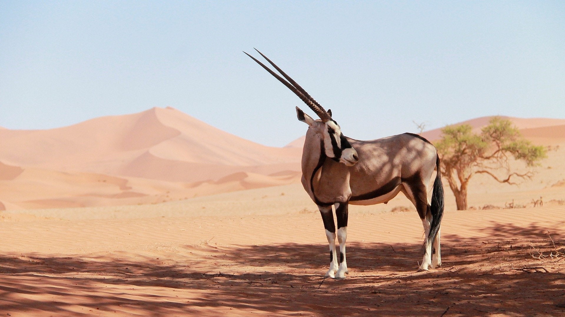 Faszination Namibia - die Highlights mit dem Mietwagen entdecken